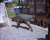 Filename=odin_%26_mayby_007.jpg
Filesize=364KiB
Dimensions=960x768
Date added=%902 %14, %2006 odin_%26_mayby_007.jpg