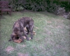 Filename=odin_%26_mayby_042.jpg
Filesize=153KiB
Dimensions=614x491
Date added=%312 %16, %2006 odin_%26_mayby_042.jpg