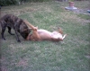 Filename=odin___mayby_022.jpg
Filesize=155KiB
Dimensions=624x499
Date added=%312 %16, %2006 odin___mayby_022.jpg