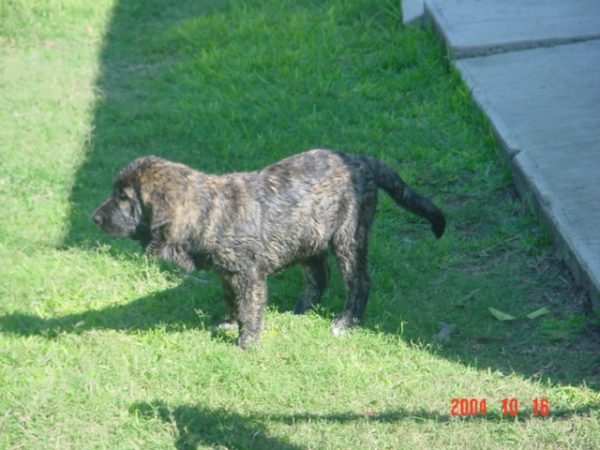 Gachona Gessi Mastibe
Gessi is our three months old female just arrived from Czec R.
(Enamorado Ernesto Mastibe x Connie Mastibe)  

Keywords: puppyczech puppy cachorro sergio