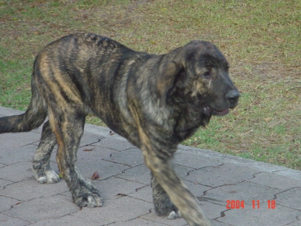 Gachona Gessi Mastibe
Gessi at four months old. (Enamorado Ernesto Mastibe x Connie Mastibe)  

Keywords: puppyczech puppy cachorro sergio