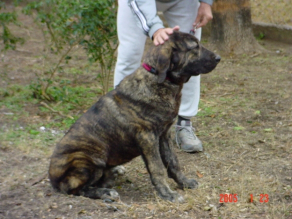 Gachona Gessi Mastibe
Gessi at six months old. 
(Enamorado Ernesto Mastibe x Connie mastibe)  

Keywords: puppyczech puppy cachorro sergio