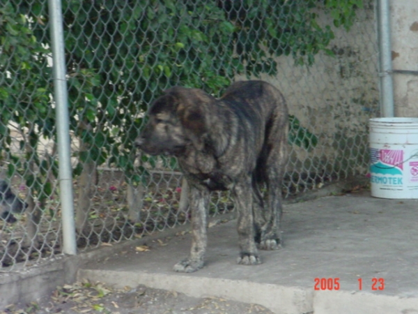 Gachona Gessi Mastibe
Gessi at six months old. 
(Enamorado Ernesto Mastibe x Connie Mastibe)  

Keywords: puppyczech puppy cachorro sergio