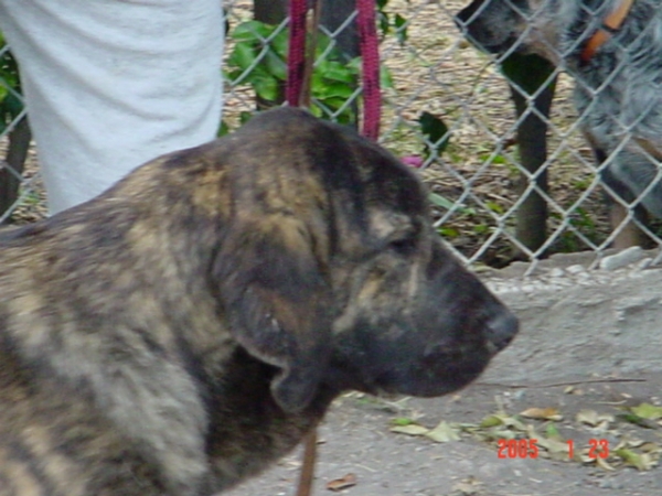 Gachona Gessi Mastibe
Gessi at six months old. 
(Enamorado Ernesto Mastibe x Connie Mastibe)  

Keywords: puppyczech puppy cachorro head portrait cabeza sergio