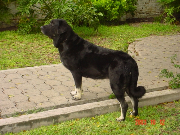 Negra
Negra is a three years old female from Mexico.
(Espartaco de la Aljabara x Lola Huerta)  

Keywords: sergio