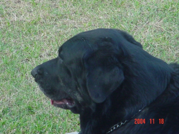 Negra Huerta
Negra Huerta at the age of three and a half years (Espartaco de Aljabara x Lola Huerta).  

Kľúčové slová: head portrait cabeza sergio