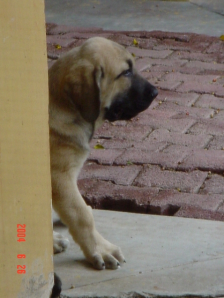 Riscott de Valdejera
Riscott at the age of three and a half months.
((Tajo de la Peñamora x Pana de Valdejera)  

Keywords: puppyspain puppy cachorro sergio