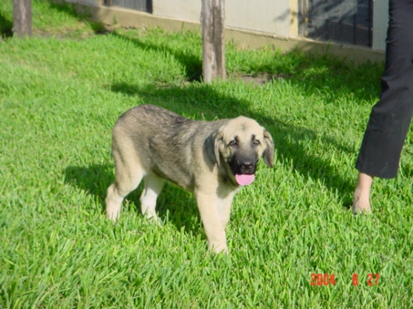 Riscott de Valdejera
Risco taking a break after playing.
(Tajo de la Peñamora x Pana de Valdejera)  

Keywords: puppyspain puppy cachorro sergio