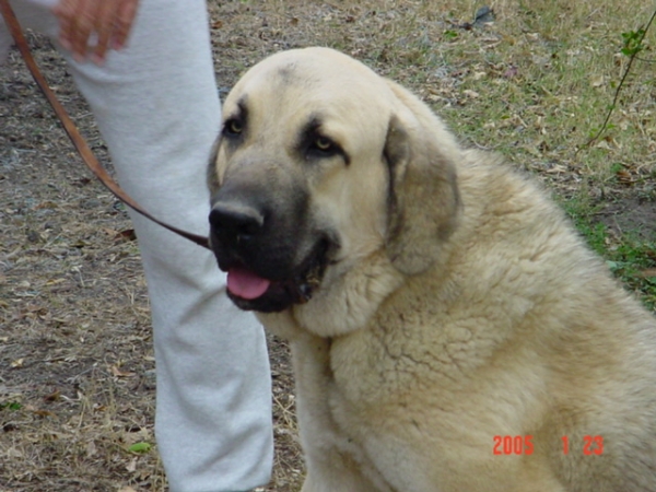 Riscott de Valdejera
Risco at ten months old. 
(Tajo de la Peñamora X Pana de Valdejera)  

Keywords: head portrait cabeza sergio