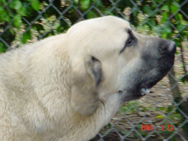 Riscott de Valdejera
Risco at ten months old. 
(Tajo de la Peñamora x Pana de Valdejera)  

Kľúčové slová: head portrait cabeza sergio