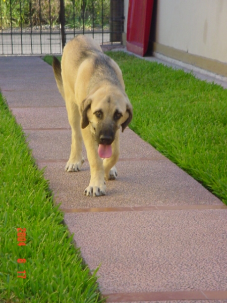 Riscott de Valdejera
Risco at the age of 5 months.
(Tajo de la Peñamora x Pana de Valdejera)  

Keywords: puppyspain puppy cachorro sergio