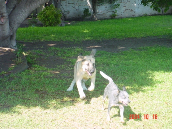 Risco and Tacho
Riscott de Valdejera (seven months old) playing with friend Tacho (Australian cattledog).  

Keywords: sergio