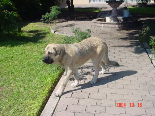 Riscott de Valdejera
Risco at the age of seven months.
(Tajo de la Peñamora x Pana de Valdejera)  

Keywords: puppyspain puppy cachorro sergio