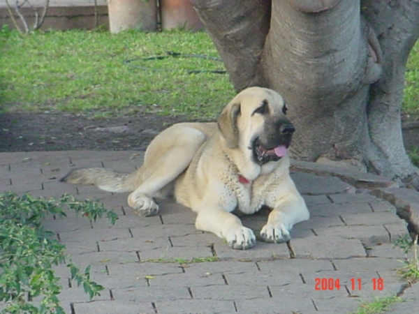 Riscott de Valdejera
Riscott at the age of eight months. (Tajo de la Peñamora x Pana de Valdejera)  

Keywords: puppyspain puppy cachorro sergio