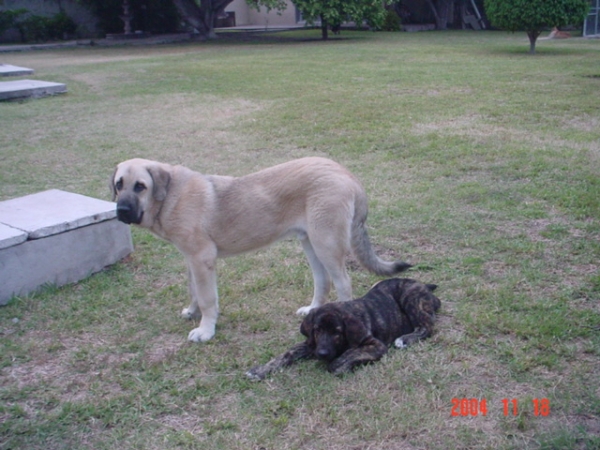 Riscott and Gessi
Riscott de Valdejera at the age of eight months 
(Tajo de la Peñamora x Pana de Valdejera) and friend 
Gachona Gessi Mastibe at the age of four months 
(Enamorado Ernesto Mastibe x Connie Mastibe).  

Keywords: puppy cachorro sergio