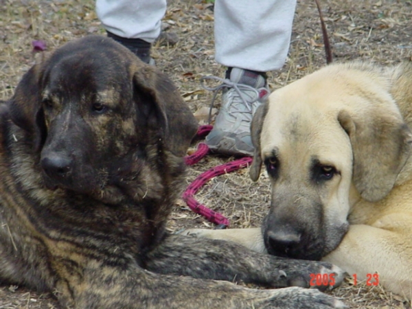 Gachona Gessi Mastibe and Riscott de Valdejera
Gessi and Risco at six and ten months old. 
(Enamorado Ernesto Mastibe x Connie Mastibe, Tajo de la Peñamora x Pana de Valdejera)  

Keywords: sergio