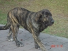 Filename=Gessi_4_meses_01.JPG
Filesize=139KiB
Dimensions=640x480
Date added=%326 %15, %2006 Gessi_4_meses_01.JPG