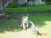 Filename=Risco_7_meses_009.jpg
Filesize=150KiB
Dimensions=640x480
Date added=%322 %15, %2006 Risco_7_meses_009.jpg