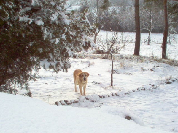 ROMEO  FRE-SU
(ICh, Ch ENAMORADO ERNESTO Mastibe x Ch ASTRA Dobra Rasa)
Born: 10.03.2005 
Keywords: snow nieve romeo