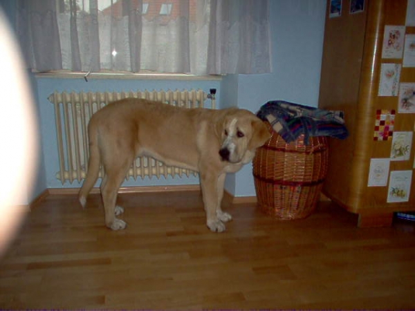 ROMEO FRE-SU - 5 MONTH
(ICh, Ch ENAMORADO ERNESTO Mastibe x Ch ASTRA Dobra Rasa)
Born: 10.03.2005 
Keywords: romeo