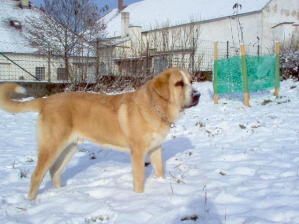 ROMEO  FRE-SU
(ICh, Ch ENAMORADO ERNESTO Mastibe x Ch ASTRA Dobra Rasa)
Born: 10.03.2005 
Keywords: snow nieve romeo