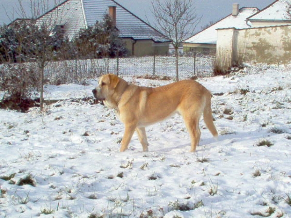 ROMEO  FRE-SU
(ICh, Ch ENAMORADO ERNESTO Mastibe x Ch ASTRA Dobra Rasa)
Born: 10.03.2005 
Keywords: snow nieve romeo