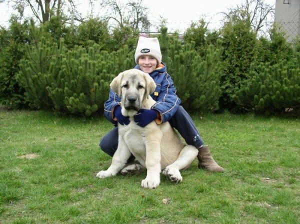 Canito de Fuentemimbre 10.04.2004
(Ch. Cañon de Fuente Mimbre x Laia de Trashumancia) 

Keywords: kids puppy cachorro dobrarasa