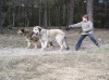Filename=91.jpg
Filesize=95KiB
Dimensions=800x598
Date added=%462 %16, %2006 91.jpg