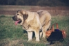 Filename=Angelo_4.jpg
Filesize=57KiB
Dimensions=800x533
Date added=%434 %16, %2006 Angelo_4.jpg