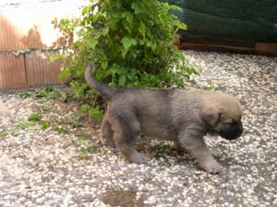 Akira
Debla Dancá Cotufa x Martino de Fuente Mimbre.
 

Keywords: puppyspain puppy cachorro rafkiss