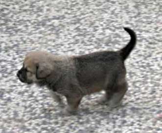 Anuska
Debla Dancá Cotufa x Martino de Fuente Mimbre.
 

Keywords: puppyspain puppy cachorro rafkiss