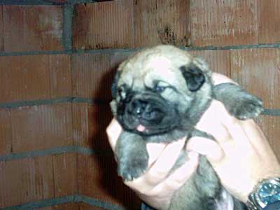 Female puppy
Debla Dancá Cotufa x Martino de Fuente Mimbre.
Keywords: puppyspain puppy cachorro rafkiss