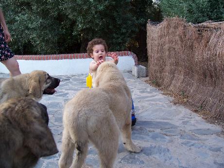 Rafalillo
Mi niño y sus amigos  
Debla Dancá Cotufa x Martino de Fuente Mimbre.

Keywords: kids puppy cachorro rafkiss