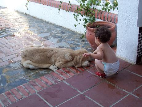 Rafalillo molestando
Ator
Debla Dancá Cotufa x Martino de Fuente Mimbre.
Keywords: kids puppy cachorro rafkiss