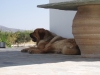 Filename=4.jpg
Filesize=133KiB
Dimensions=800x600
Date added=%710 %17, %2006 4.jpg