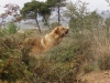 Filename=Inkosi.JPG
Filesize=352KiB
Dimensions=1408x1056
Date added=%607 %30, %2007 Inkosi.JPG