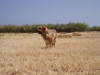 Filename=normal_2.jpg
Filesize=231KiB
Dimensions=600x450
Date added=%940 %19, %2006 normal_2.jpg