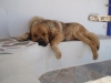 Filename=siesta_Inkosi.jpg
Filesize=189KiB
Dimensions=1024x768
Date added=%708 %17, %2006 siesta_Inkosi.jpg