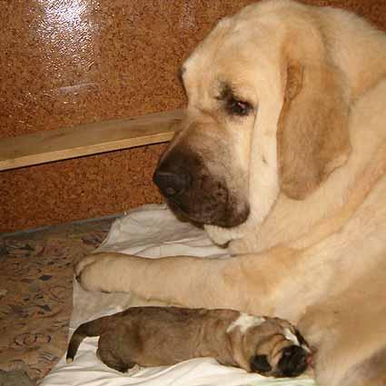 Zeus with his mother Feya
Amigo Zeus Mastibe 
Born: 31.05.2005  

