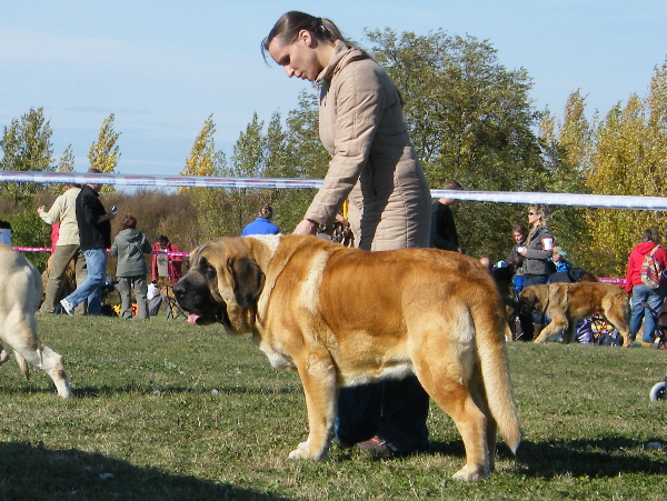Zeus 3,5 years
club dog show Prague 5.10.2008  
