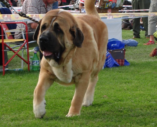 int. dog show mlada boleslav 1.9.2007
