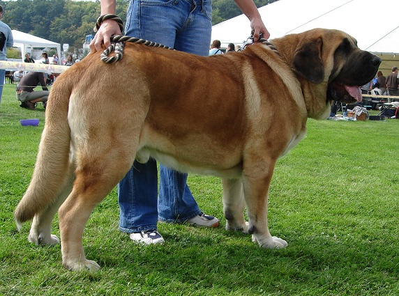 zeo 27 months
int. dog show mlada boleslav 2007 - V,CAC,CACIB

