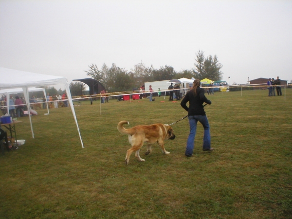 Zeo 1,5 years
on his first dog show 
