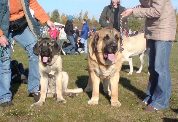 father and his son
Amigo Zeus bis Mastibe 3,5 years and Charon z Kraje Sokolu 4,5 months
