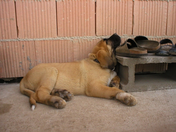 sleeping puppy
