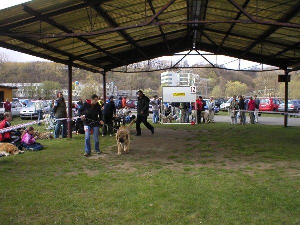 Zeo 2 years
national dog show Mlada Boleslav 2007 - V1
