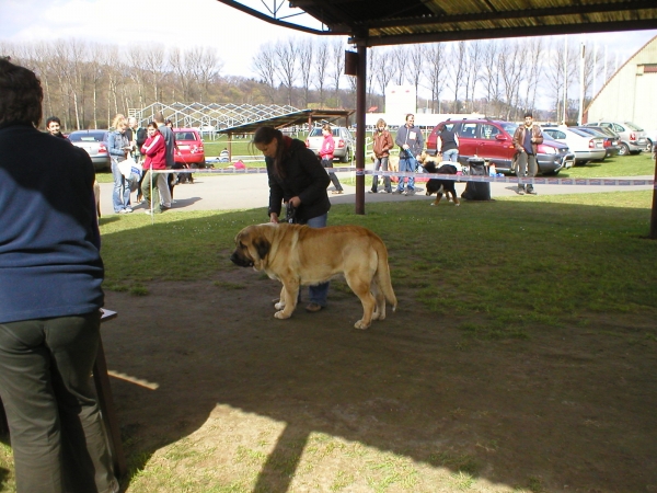 Zeo 2 years
national dog show mlada boleslav 2007 - V1
