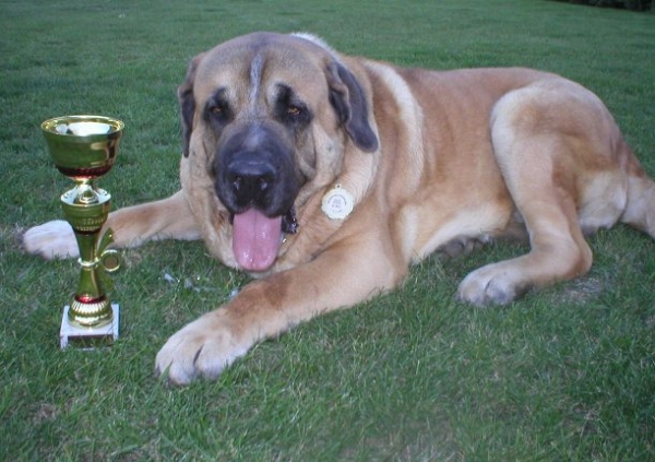 int. dog show mlada boleslav 2007 -V1,CAC,CACIB 
