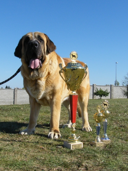 Zeus 3,5 years
winner of club dog show Prague 5.10.2008 
