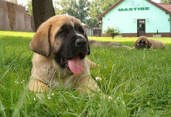 Zeus 6 weeks
Amigo Zeus Mastibe 
Born: 31.05.2005  

Keywords: puppyczech puppy cachorro